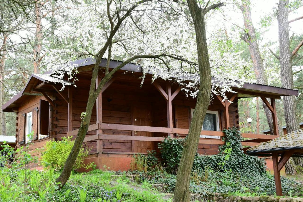 Serpelice Sosnowy Domek מראה חיצוני תמונה